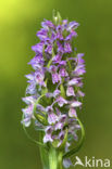 Vleeskleurige orchis (Dactylorhiza incarnata) 