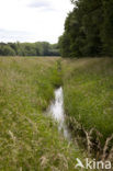 Vogelwaterjuffer (Coenagrion ornatum)