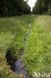Coenagrion ornatum