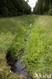 Vogelwaterjuffer (Coenagrion ornatum)