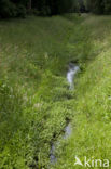 Vogelwaterjuffer (Coenagrion ornatum)