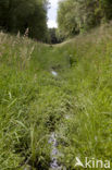 Vogelwaterjuffer (Coenagrion ornatum)