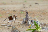 Collared Pratincole (Glareola pratincola)