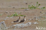 Collared Pratincole (Glareola pratincola)