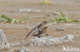 Collared Pratincole (Glareola pratincola)