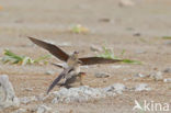 Collared Pratincole (Glareola pratincola)