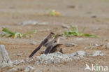 Collared Pratincole (Glareola pratincola)