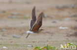 Collared Pratincole (Glareola pratincola)