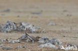 Collared Pratincole (Glareola pratincola)