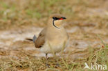 Collared Pratincole (Glareola pratincola)