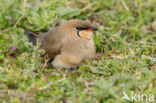 Collared Pratincole (Glareola pratincola)