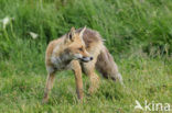 Fox (Vulpes vulpes)