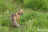 Fox (Vulpes vulpes)