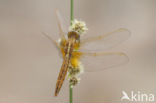 Vuurlibel (Crocothemis erythraea)