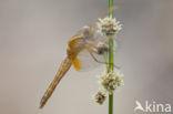 Scarlet Dragonfly (Crocothemis erythraea)