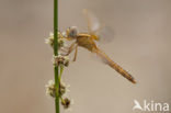 Vuurlibel (Crocothemis erythraea)