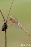 Scarlet Dragonfly (Crocothemis erythraea)