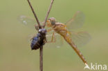 Scarlet Dragonfly (Crocothemis erythraea)