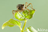 Vuurlibel (Crocothemis erythraea)