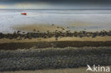 Waddensea