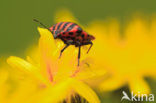 Stink bug (Pitedia pinicola)