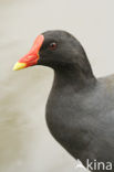 Common Moorhen (Gallinula chloropus)