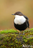White-throated Dipper (Cinclus cinclus)