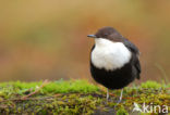 White-throated Dipper (Cinclus cinclus)