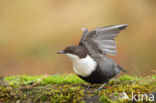 White-throated Dipper (Cinclus cinclus)