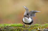 White-throated Dipper (Cinclus cinclus)