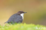 White-throated Dipper (Cinclus cinclus)