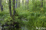 Waterviolet (Hottonia palustris)