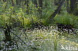 Waterviolet (Hottonia palustris)