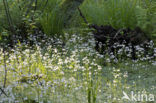 Waterviolet (Hottonia palustris)