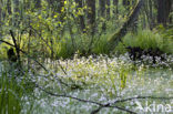 Waterviolet (Hottonia palustris)