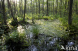 Waterviolet (Hottonia palustris)