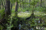 Waterviolet (Hottonia palustris)