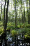 Waterviolet (Hottonia palustris)