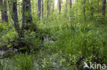 Waterviolet (Hottonia palustris)