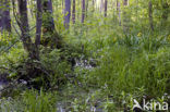 Waterviolet (Hottonia palustris)