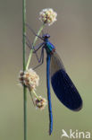 Weidebeekjuffer (Calopteryx splendens)