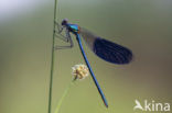 Banded Demoiselle (Calopteryx splendens)