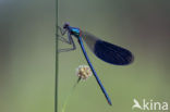 Banded Demoiselle (Calopteryx splendens)