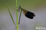 Banded Demoiselle (Calopteryx splendens)