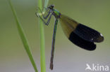 Weidebeekjuffer (Calopteryx splendens)