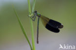 Banded Demoiselle (Calopteryx splendens)
