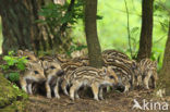 Wild Boar (Sus scrofa)