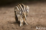 Wild Boar (Sus scrofa)