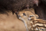 Wild Boar (Sus scrofa)