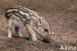 Wild Boar (Sus scrofa)